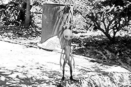 Côn[-]Đảo:[-]Xôn[-]xao[-]bức[-]ảnh[-]sinh[-]vật[-]lạ[-]mắt[-]lồi,[-]chân[-]tay[-]mảnh[-]khảnh
